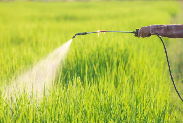 4 Bí Quyết Giúp Tăng Tỷ Lệ Đậu Hạt Khi Lúa Trổ Bông
