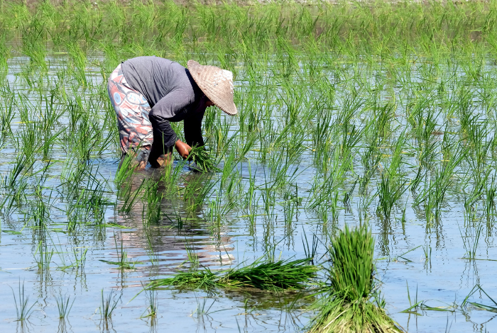 Giải pháp thu hoạch lúa hiệu quả mùa mưa bão