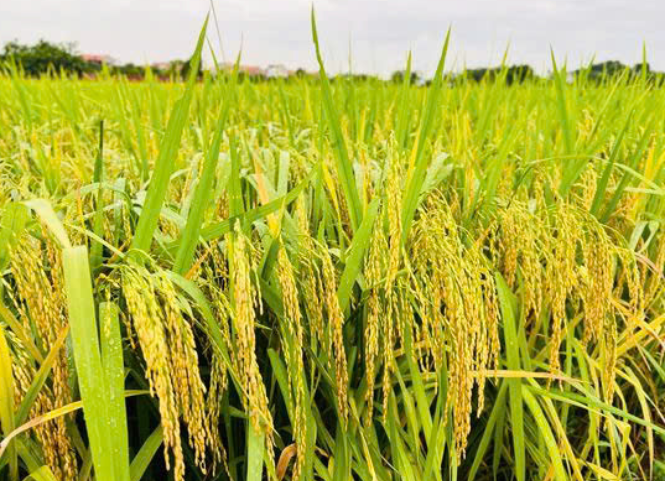 Giống lúa năng suất cao hiện nay 3