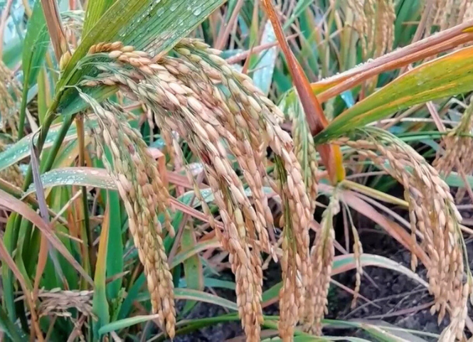 Khám phá 6 giống lúa cạn phổ biến hiện nay 2
