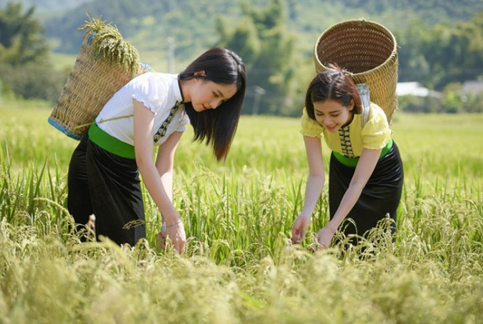 Lúa nếp Tú Lệ món quà thơm dẻo từ Yên Bái
