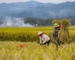 Nông nghiệp Việt Nam: Cơ hội vượt qua “lời nguyền” manh mún