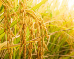 7 bước trồng lúa đúng kỹ thuật 