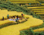 Cách thu hoạch lúa đúng kỹ thuật, tránh hao hụt