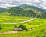 Tây Bắc nên dùng loại máy gặt lúa nào